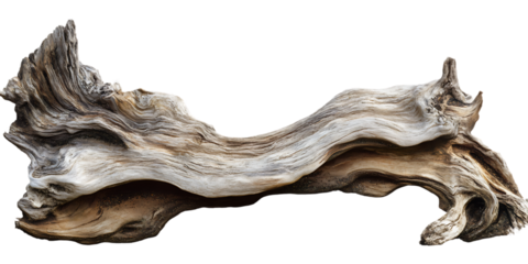 Driftwood texture background nature wood sea beach weathered tree branch isolated on a transparent background.