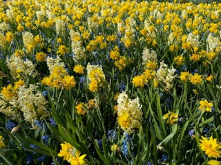 Obraz premium Different beautiful flowers growing outdoors in spring