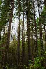 trees in the forest in the morning in pacific northwest