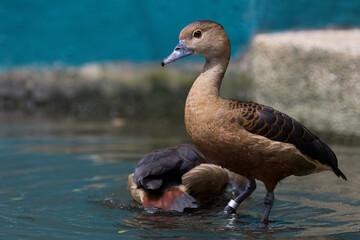 Cute Lesser whistling duck swimming Close up portraits

