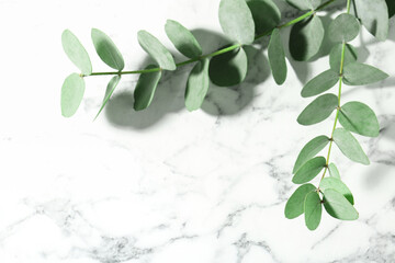 Beautiful eucalyptus branches on white marble background, closeup. Space for text