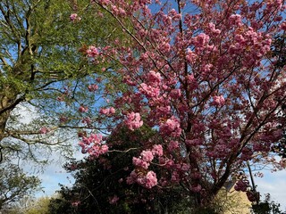 Beautiful sakura tree with pink flowers outdoors, low angle view
