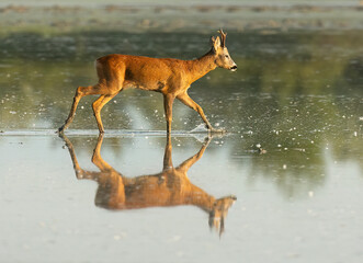 Roe deer © lucio