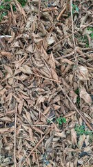 A carpet of fallen leaves and scattered twigs on the ground.