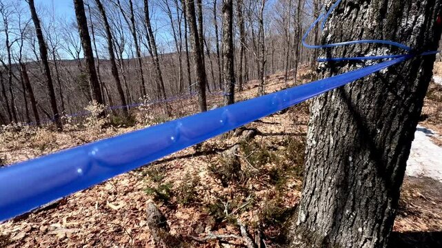 Maple sap flows steadily in plastic tubes suspended from a tree, capturing the essence of spring's natural harvesting process