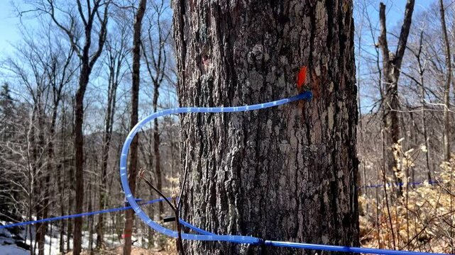 Maple sap flows steadily in plastic tubes suspended from a tree, capturing the essence of spring's natural harvesting process