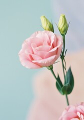 Delicate Pink Lisianthus Flower Bloom Close-up Photography