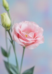 Fototapeta premium Delicate Pink Lisianthus Flower Blossom Close-Up Photography
