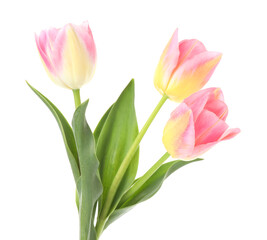 Naklejka premium Three beautiful colorful tulips isolated on white