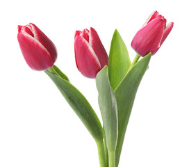 Three beautiful pink tulips isolated on white
