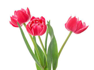 Three beautiful pink tulips isolated on white