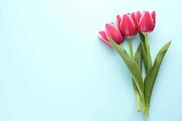 Beautiful tulip flowers on light background, top view. Space for text