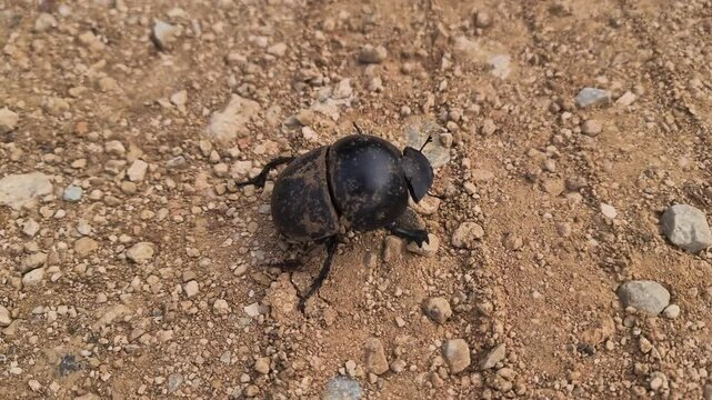 Dung Bettle walking