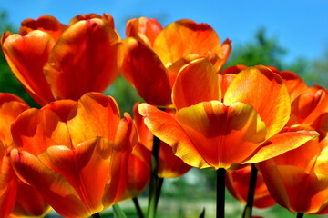 Gelb-orange Tulpen im Frühling
