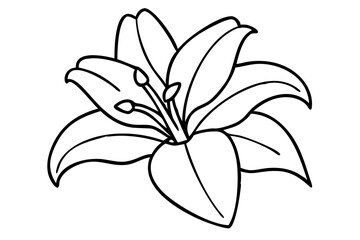 Lily Flower Illustration for Botanical Art, Elegant Bloom Sketch, Floral Design Drawing