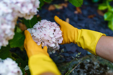 Gardening enthusiast carefully tending to blooming hydrangeas in a green garden during bright...