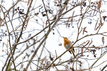 Ein Rotkehlchen auf einem Zweig