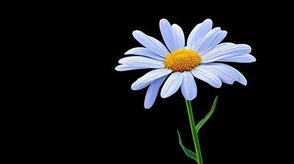 Obraz premium A single blue daisy with a yellow center blooms against a black background
