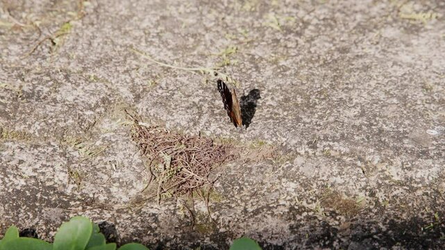 A Garden Commodore butterfly rests on stony ground, basking in the sunlight, flapping its wings.