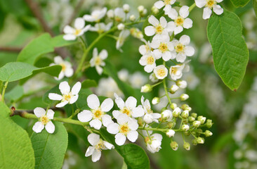 Close-up of Bird Cherry Blossoms wallpaper