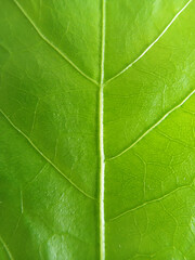 Close-up view of a vibrant green leaf with detailed veining structure