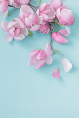magnolia flowers on colorful paper background