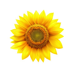 Obraz premium Vibrant Single Sunflower on Transparent Background