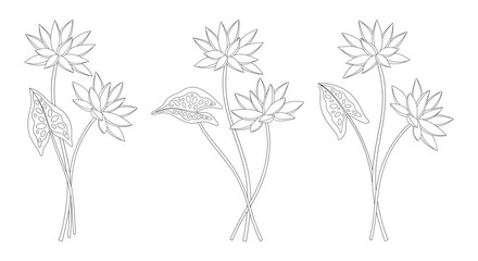Set of three bouquets of nymphaea flowers. Bunches of blooming water wild plants. Line art, minimal style, contour. Botanical hand-drawn elements for design projects. Vector illustration