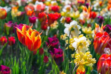 Blossoming bright and colorful flowers in the sunny park in spring