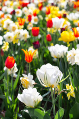 Fototapeta premium Blossoming bright and colorful flowers in the sunny park in spring