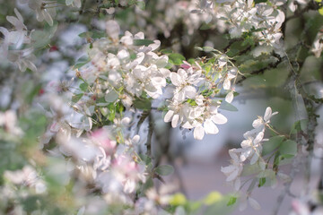 Obraz premium A branch of blossoming white apple flowers in soft focus