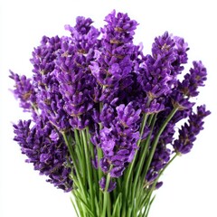 Fototapeta premium Lavender flower bunch close up on white background