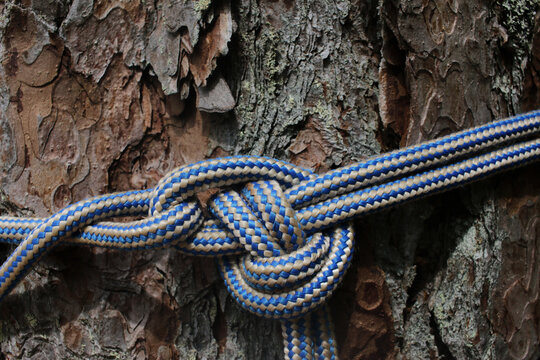 Double marine knot on climbing rope, on a pine tree

