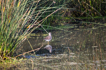 Ornithology. A Wood sandpiper (Tringa glareola) feeding in a wetland. Bird, animal idea concept. Wood sandpiper and reflection in water. Nature. Wildlife.	
