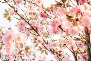 pink cherry blossoms in spring