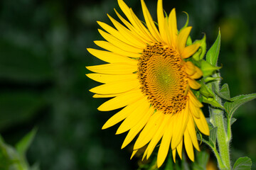 detail view of a sunflower head and petals, background agriculture concept