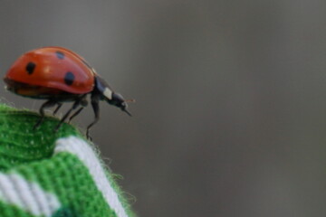 Primer plano de una mariquita sobre una tela verde con un fondo suave.