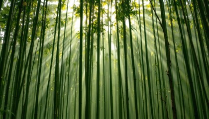 Fototapeta premium Sunlight Streaming Through Bamboo Forest Nature Scene Tranquil Environment Serene Viewpoint Natural Beauty