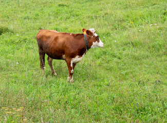 Landscape with a herd of cows in the on coast of the lake
