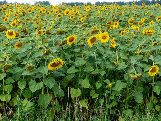 Field of blossoming sunflowers against the blue sky