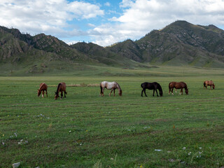 Horses with foals grazing in a pasture in the Altai Mountains