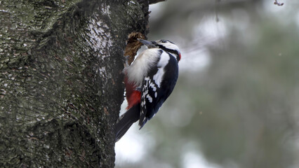 Great spotted woodpecker on a looking for food on a tree