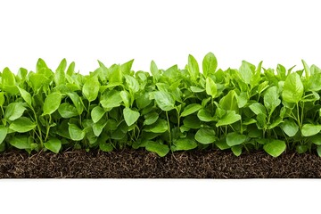 Lush green plants with brown soil isolated on white background