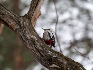 Great spotted woodpecker on a looking for food on a tree