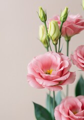 Fototapeta premium Elegant Pink Lisianthus Flowers Close-Up Photography