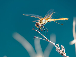 Damselfies, a type of small dragonfly, perch and rest on the grass with a natural bokeh background