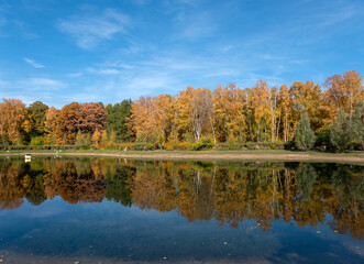 Colorful and bright background made of fallen autumn leaves.