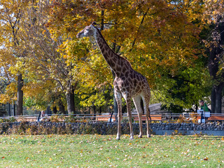 Beautiful giraffe stands tall on blue sky background