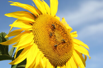 Field of blossoming sunflowers against the blue sky