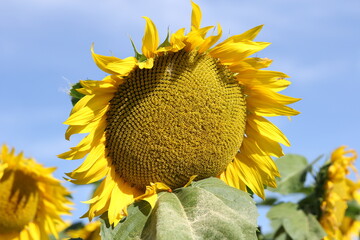 Field of blossoming sunflowers against the blue sky